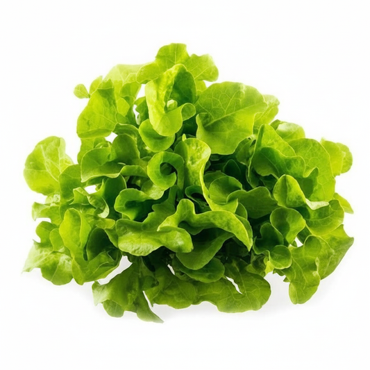 Lechuga roble verde fondo blanco