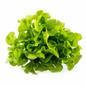 Lechuga roble verde fondo blanco