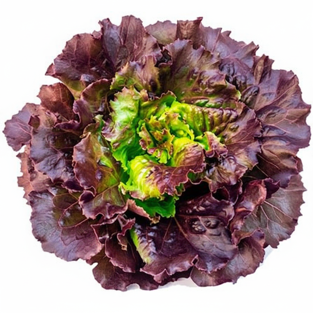 Lechuga francesa morada fondo blanco