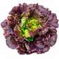 Lechuga francesa morada fondo blanco