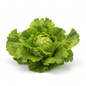 Lechuga chilena unidad fondo blanco