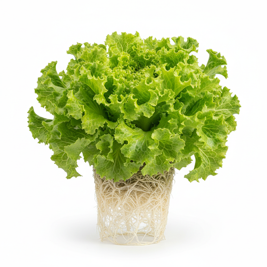 Lechuga hidropónica verde fondo blanco