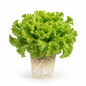 Lechuga hidropónica verde fondo blanco