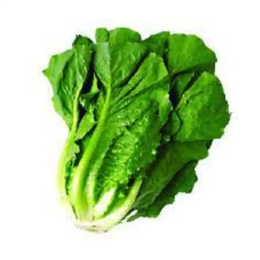 Lechuga Chilena Un - Puerto Errante, proveedor en Valparaíso